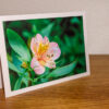 Fleur aux couleurs printanières