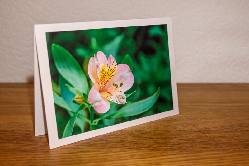 Fleur aux couleurs printanières