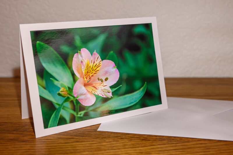 Fleur aux couleurs printanières