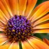 ca011 Fleur éclatante