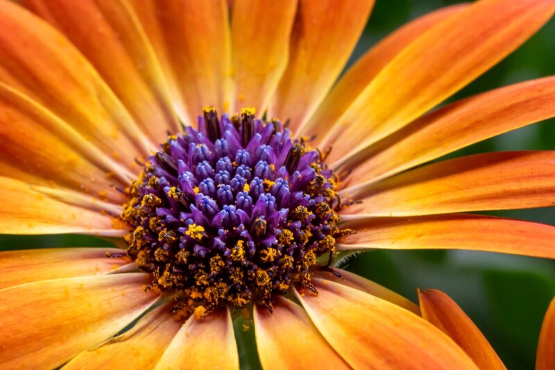 ca011 Fleur éclatante