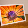 ca011a Fleur éclatante