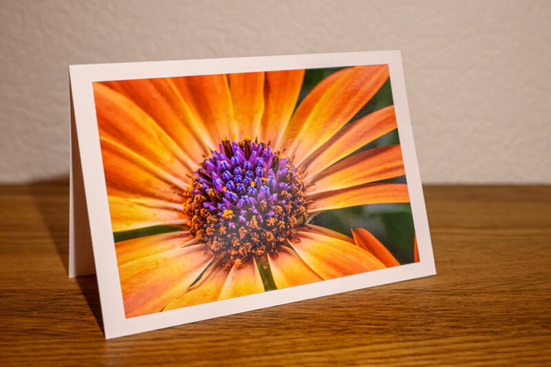 ca011a Fleur éclatante