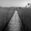 Sentier dans les roseaux
