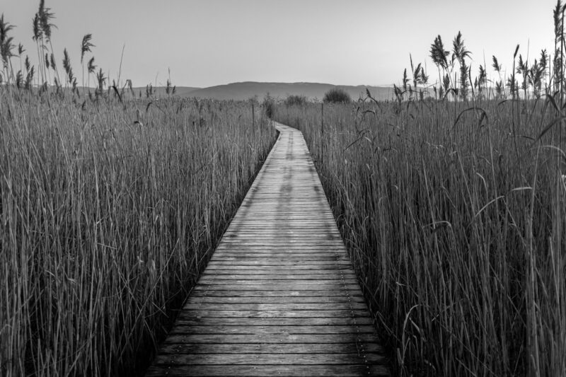 Sentier dans les roseaux