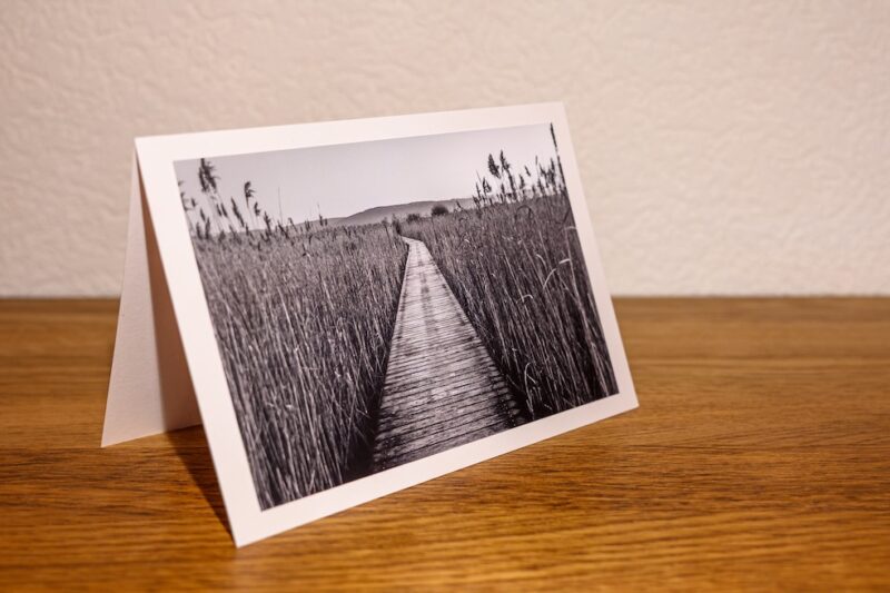 Sentier dans les roseaux