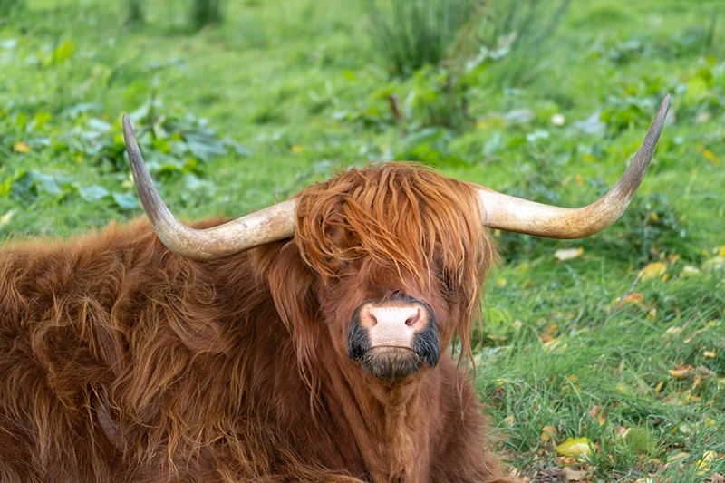 ecosse-2021-12