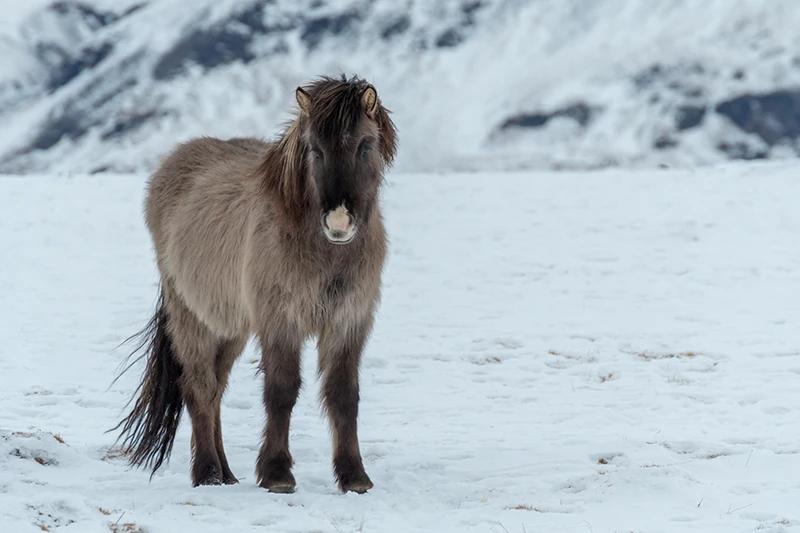 islande-2020-11