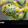 Calendrier de bureau 2027 "Macrophotographie : Merveilles de nos jardins"