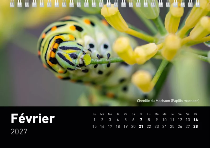 Calendrier de bureau 2027 "Macrophotographie : Merveilles de nos jardins"