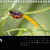 Calendrier de bureau 2027 "Macrophotographie : Merveilles de nos jardins"
