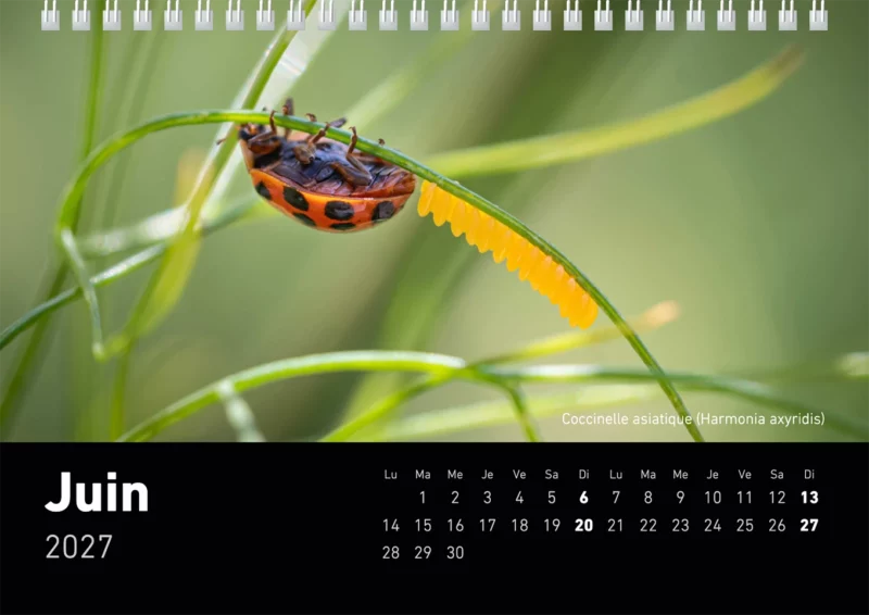 Calendrier de bureau 2027 "Macrophotographie : Merveilles de nos jardins"