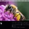 Calendrier de bureau 2027 "Macrophotographie : Merveilles de nos jardins"